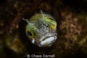 "Crazy Eyes"
Close up of a Blenny. Achieved with Subsea ... by Chase Darnell 